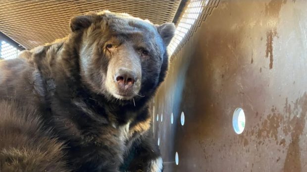 Un urs de 525 de kilograme s-a salvat de incendiile din Los Angeles într-un mod inedit. Unde a fost găsit blănosul