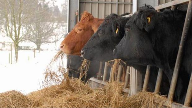 Cum protejezi animalele din Galați și restul țării pe timp de iarnă. Anunțul făcut de ANSVSA