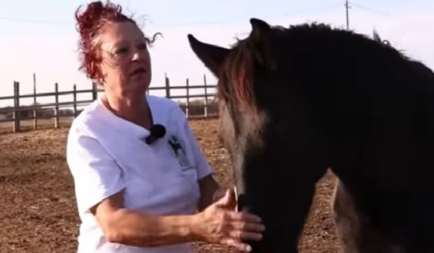 Povestea celui mai mare adăpost de cai din România. Peste 1.000 de animale primesc o a doua șansă, la Desa, județul Dolj | VIDEO