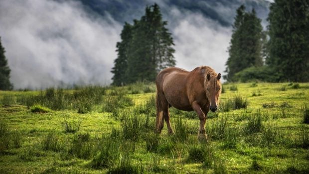 Țara europeană în care caii sălbatici au devenit o atracție pentru turiști: „Erau odată coloana vertebrală a agriculturii”