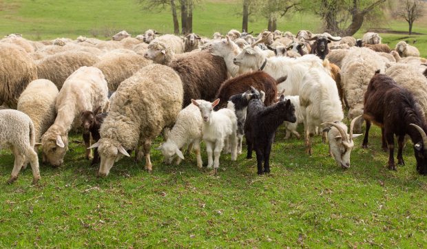 ANSVSA a blocat exportul de capre și oi din România către alte state UE până în luna iunie, după descoperirea unor focare de pestă