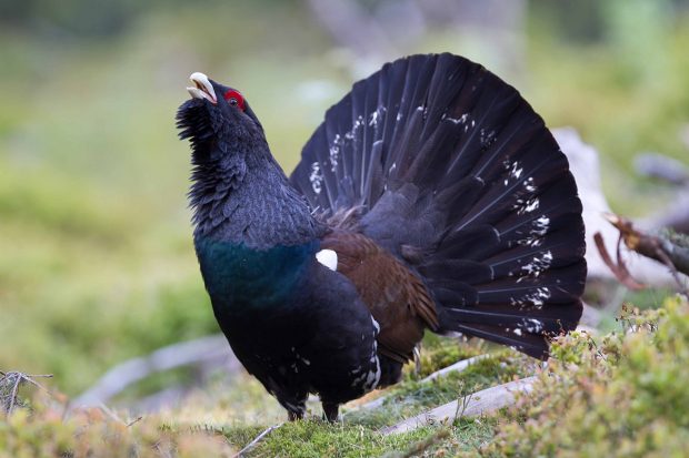 Ritualul nupțial spectaculos al unui cocoș de munte în Parcul Național Piatra Craiului I VIDEO