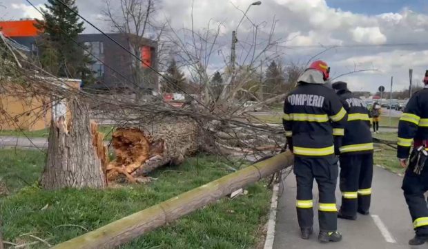 Codul portocaliu de vânt a lovit Timișoara: copaci smulși din rădăcini, semafoare prăbușite și stâlpi doborâți
