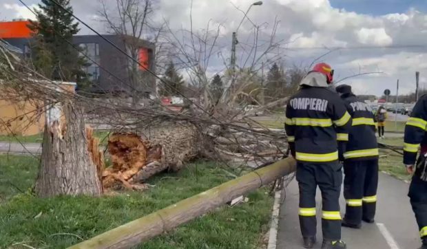 Bărbat mort după ce a căzut peste el un copac doborât de furtună, în Năruja, Vrancea