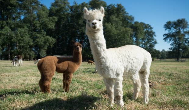 Caz misterios în Marea Britanie: patru alpacale au fost împușcate în cap, iar o oaie a fost sfâșiată de câini
