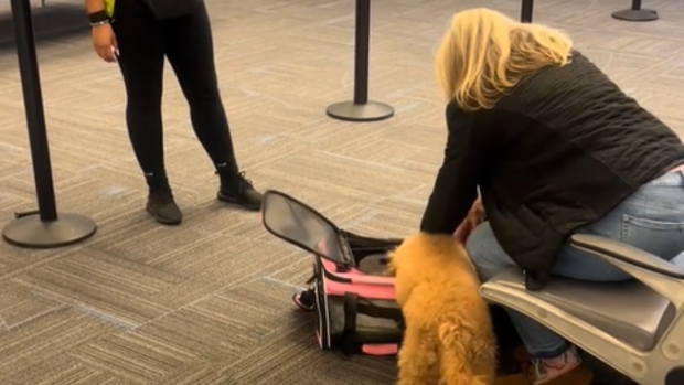 O femeie a stârnit o ceartă pe aeroport când își îndesa câinele într-o geantă prea mică pentru el | VIDEO
