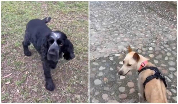 Un câine imită șchiopătatul pentru a-și arăta empatia față de sora sa adoptivă cu trei membre I VIDEO