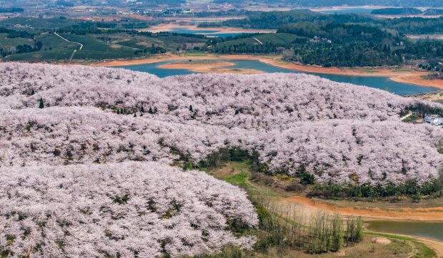 Imagini spectaculoase cu cireșii înfloriți din provincia Guizhou, China I VIDEO 