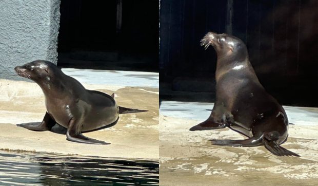 Grădina Zoologică Brașov sărbătorește Ziua Internațională a Focii cu un program special