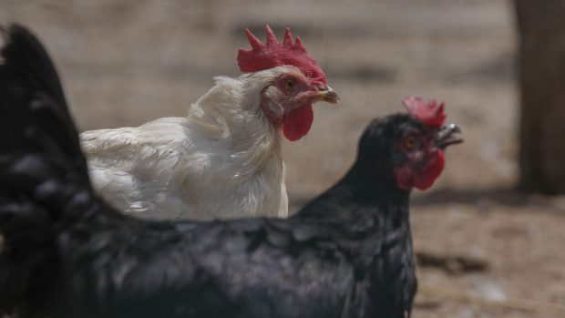 Găini gratuite împotriva risipei alimentare: Experimentul din Franța și Belgia poate inspira și alte orașe