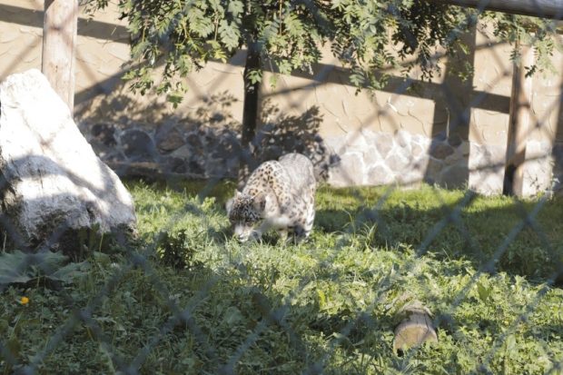 Grădina zoologică Brașov – cât costă biletul și ce poți vedea la Zoo Brașov