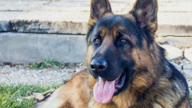Un ciobănesc german e cel mai bogat animal din lume. Gunther VI. are o avere de 463 de milioane de euro