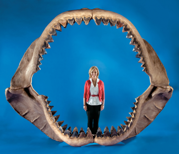 Megalodonii erau mai mari decât se credea, aveau pui uriași și un aspect unic