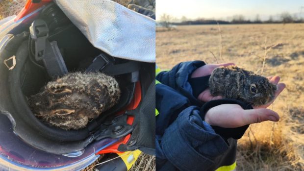 Povestea emoționantă a unui iepuraș prins într-un incendiu de vegetație pus intenționat: „Cam asta lași în urmă: moarte și scrum”
