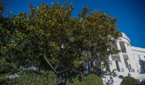 „Jackson Magnolia”, cel mai bătrân arbore de la Casa Albă, va fi tăiat. Donald Trump spune că va fi înlocuit cu „alt arbore foarte drăguț”