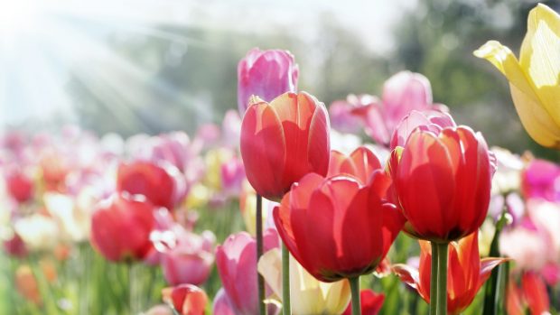 Cum va fi vremea mâine. Prognoza meteo pentru sâmbătă, 8 martie 2025