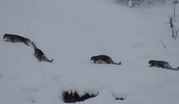 Patru leoparzi ai zăpezilor au fost surprinși în imagini rare, urcând pe stâncile din nordul Pakistanului. „Nu am văzut vreodată patru deodată” I VIDEO  