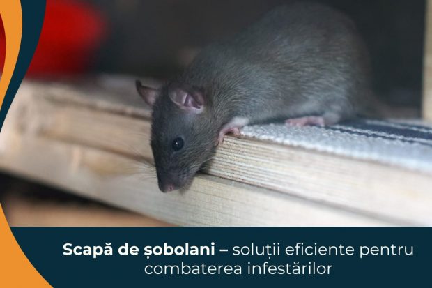 Scapă de șobolani – soluții eficiente pentru combaterea infestărilor