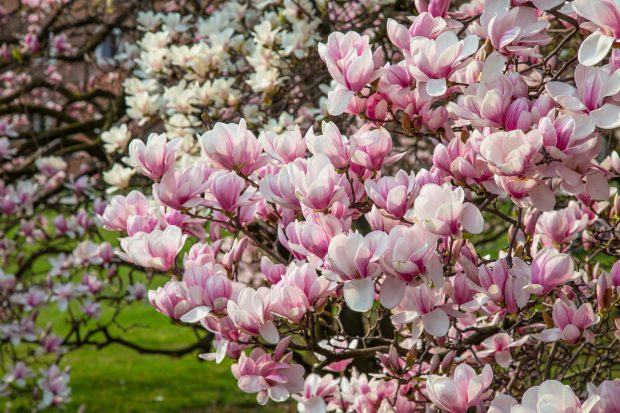 Sfaturi pentru îngrijirea magnoliei. Daniela Poșta, expertă în arboricultură: „La plantare trebuie să punem neapărat un strat de pietriș sau de nisip”