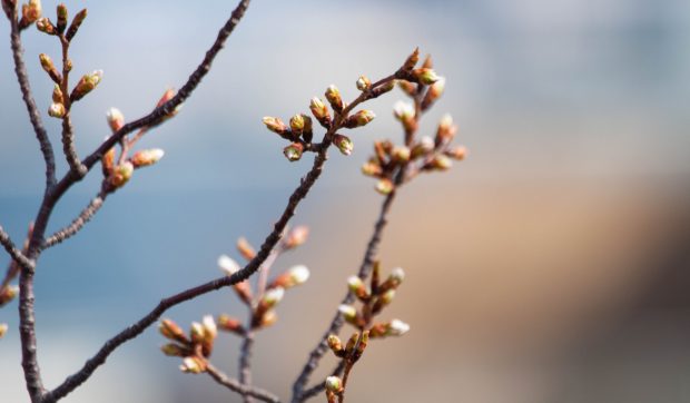 Cum va fi vremea mâine. Prognoza meteo pentru luni, 17 martie 2025