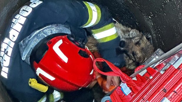 Pompierii din Zărnești, județul Brașov, au salvat un cățel care a căzut într-o fântână adâncă: „Suntem aici pentru orice viață care are nevoie de ajutor”