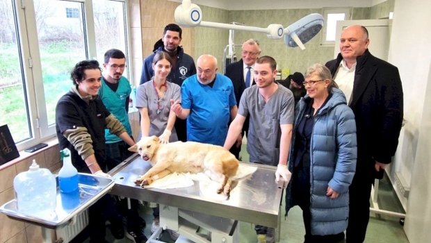 Câinii fără stăpân din Sectorul 1 vor fi tratați gratuit la „Căsuța Veterinarului”. Cum pot fi adoptați