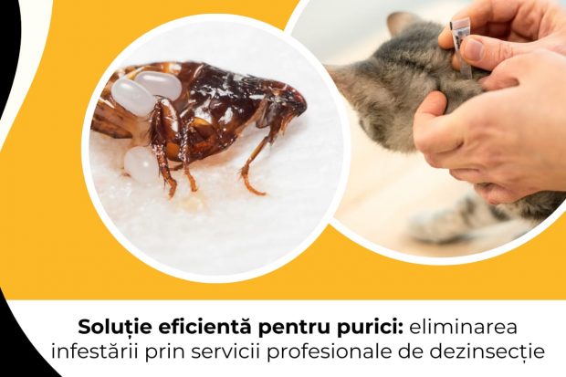 Soluție eficientă pentru purici: eliminarea infestării prin servicii profesionale de dezinsecție