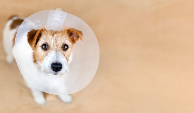 Sterilizare gratuită pentru câinii de rasă comună sau metiși, în Oradea. Programul are o durată de un an
