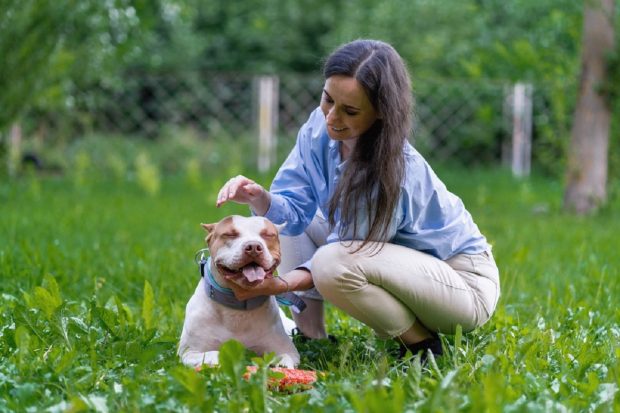 Câinele Pitbull – tot ce trebuie să știi despre această rasă