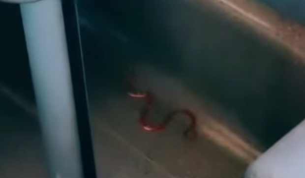 Haos într-un tren în Italia, din cauza unui șarpe. Traficul feroviar a fost blocat câteva ore VIDEO