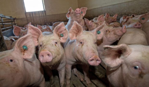 Un șofer din Satu Mare a încercat să ofere polițiștilor un porc pentru a nu sufla în etilotest