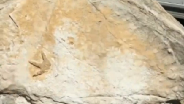 Urme de dinozaur vechi de 200 de milioane de ani, descoperite într-o școală din Australia: „Nimeni nu le-a băgat de seamă timp de 20 de ani” | VIDEO