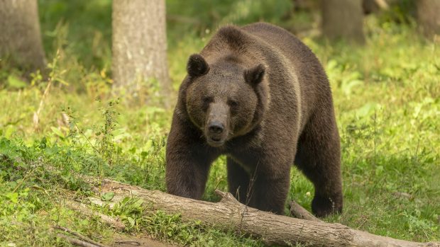 Mesaj RO-Alert la Bușteni, după ce un urs a fost văzut în parcul din centrul staţiunii