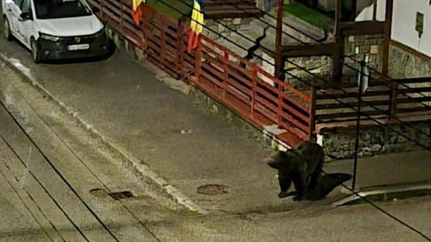 Urșii terorizează oamenii în Bușteni. Locuitorii se tem să iasă din case, autoritățile nu stopează fenomenul. Nici petardele nu sperie animalele