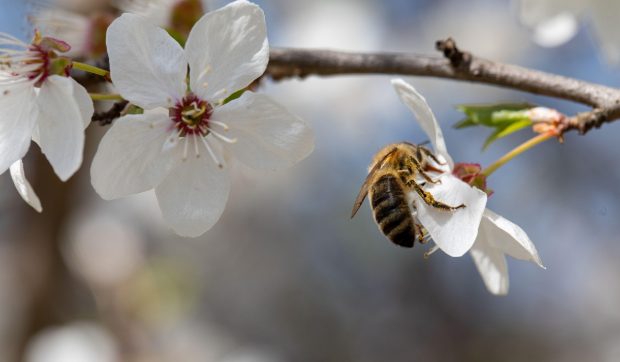 Polenizarea nu e concurs de frumusețe: mai puțin atrăgători decât albinele, gândacii și liliecii sunt și ei extrem de importanți pentru ecosisteme