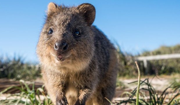 Ce este un quokka, animăluțul zâmbăreț care atrage turiștii pe insula secretă din Oceanul Indian