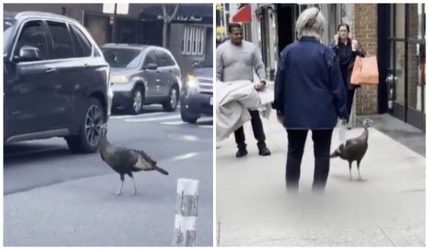 Astoria, curca din New York care cutreieră Manhattanul în căutarea iubirii și face senzație în oraș I VIDEO 