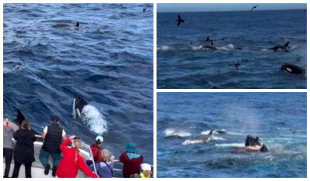 Peste 60 de balene ucigașe au atacat împreună cea mai mare creatură de pe planetă: „Cinci familii de orci au început să o vâneze” | VIDEO