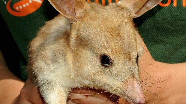 Australienii au înlocuit iepurașul de Paști cu un animal pe cale de dispariție. Cine este Bilby