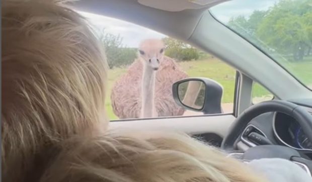 Fostul premier britanic Boris Johnson a fost atacat de un struț într-un safari din Statele Unite: „Prea amuzant” | VIDEO
