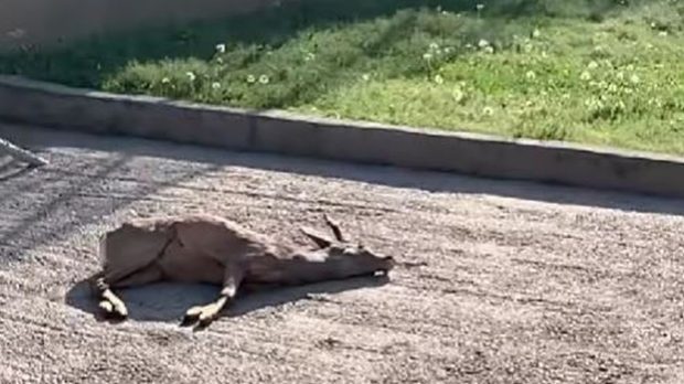 Căprior mort la Grădina Zoo din Craiova: a mâncat resturile aruncate de oameni