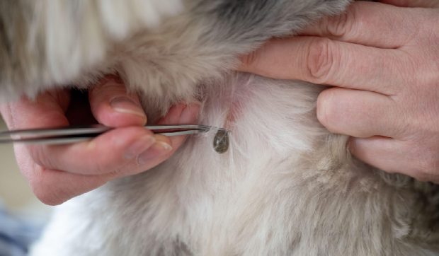Insecta care te poate trimite „direct la neurologie”. O poți lua din zonele cu multă vegetație sau în contact cu animalele