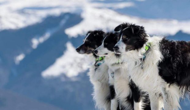Helios, un Border Collie care este primul câine salvator montan din România, a ajuns la pensie, după 26 de misiuni | VIDEO