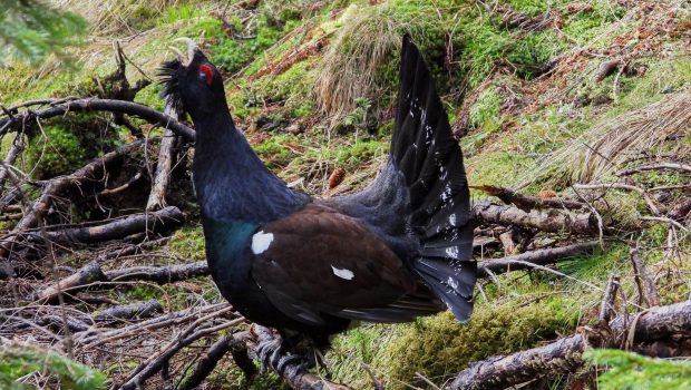 Un cocoș de munte, fotografiat în Parcul Național Piatra Craiului din Brașov: „Cocoșul înțeleg, dar râsul…”