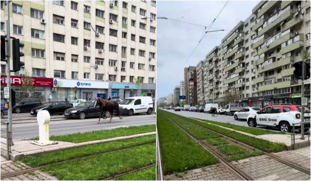 Un cal escortat de Poliție aleargă pe o șosea din București. Clipul viral a stârnit reacțiile șoferilor: „Ăsta măcar își ține banda” / „Frumos Mustang” | VIDEO