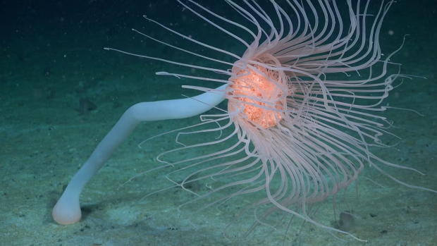 Meduze uriașe și creaturi necunoscute, descoperite într-o mare ascunsă din Antarctica. „O senzație științifică”