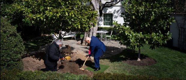 Donald Trump a pus mâna pe o cazma din aur și a plantat o „MAGAnolie” în locul celui mai bătrân arbore de la Casa Albă