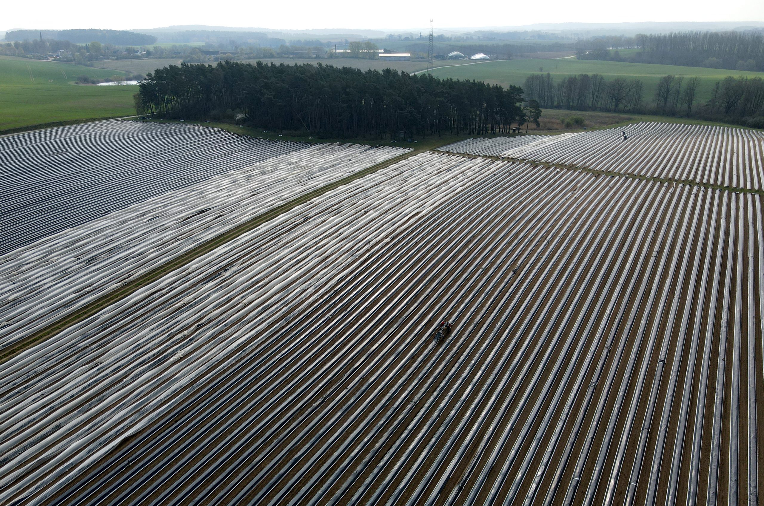 Un fermier german este disperat pentru că nu mai are români care să-i culeagă sparanghelul