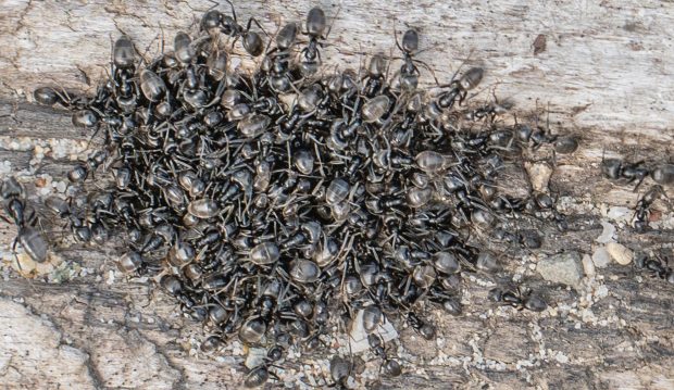 O specie de furnici agresive a atacat nordul Germaniei: au provocat pene de curent și i-au lăsat pe oameni fără internet
