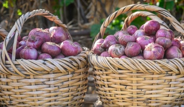 Jaf inedit la o plantație de pepeni și bostani din Popricani, județul Iași: un bărbat a distrus camere de supraveghere ca să fure 10 kilograme de ceapă